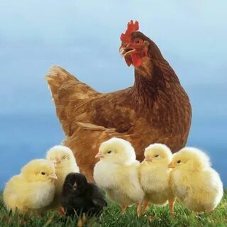 Яндекс. Картинки.