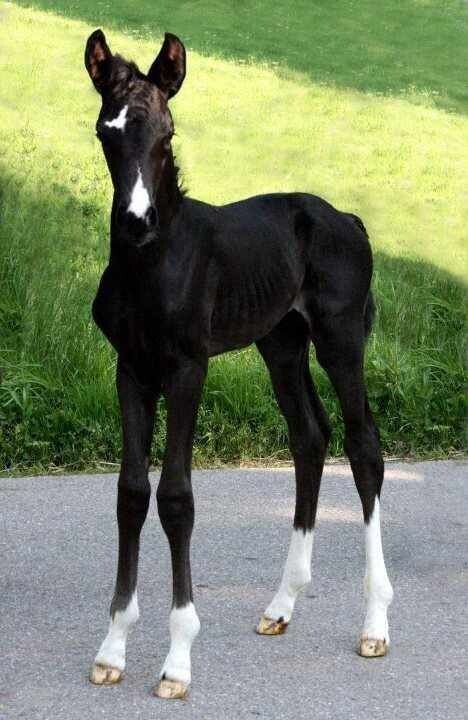 примерно так выглядела Леди, когда была жеребёнком.