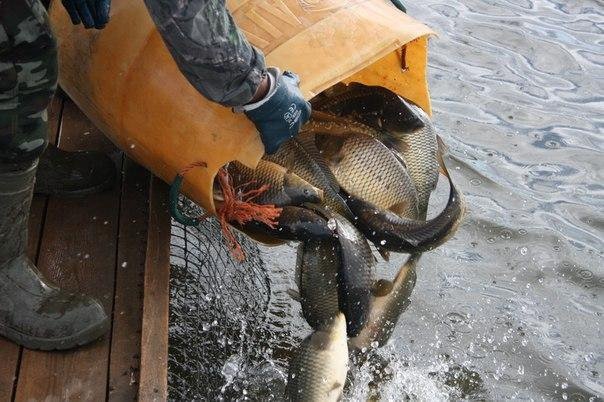 Зарыбление пруда мальком карпа 