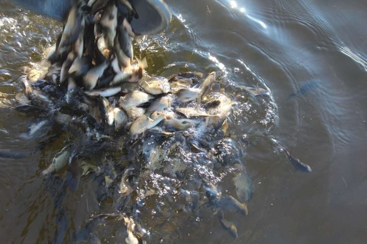 Зарыбление пруда мальком карпа