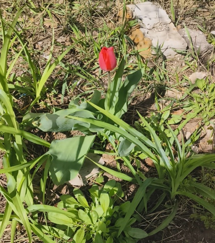 Фото автора - весна 2025