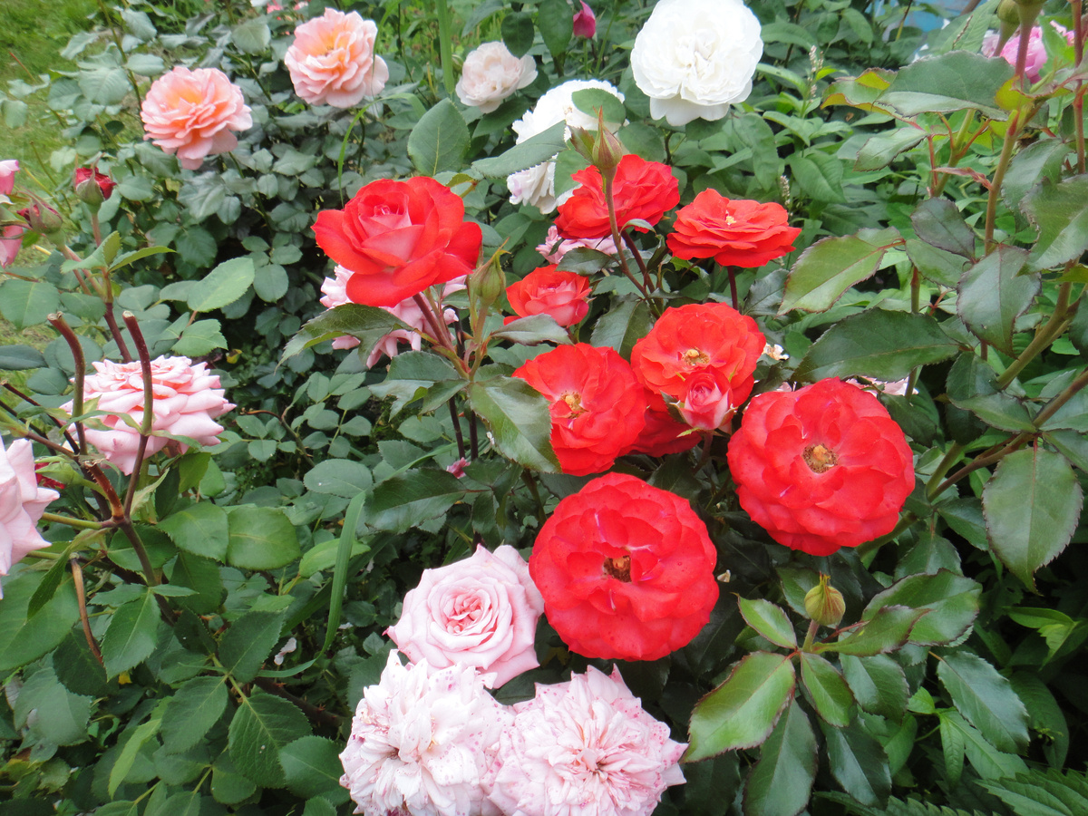 Чтобы шикарно цвели розы,надо знать некоторые правила