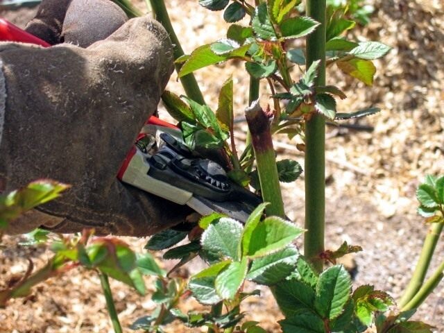 сразу же обрезаем больные и сухие стебли до живой ткани