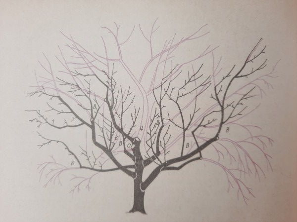 Как омолодить старую яблоню?