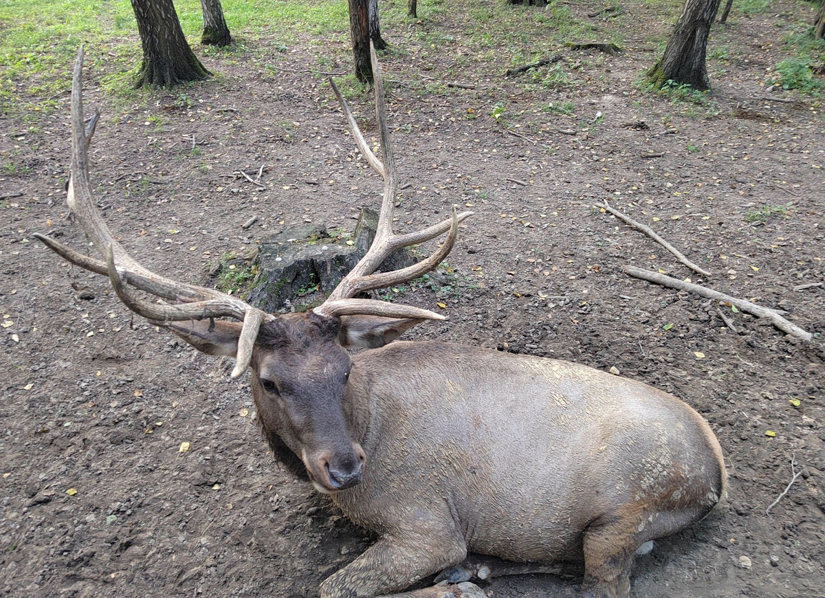 Лосиный остров — это удивительное место, где обитает множество животных. Здесь можно встретить лосей, пятнистых оленей, маралов, кабанов,европейскую норку, бобров и куниц.
Среди пернатых обитателей острова можно выделить болотного луня, канюка, орлана-белохвоста, лебедя-шипуна, крякву, лысуху, вальдшнепа и многих других птиц. 