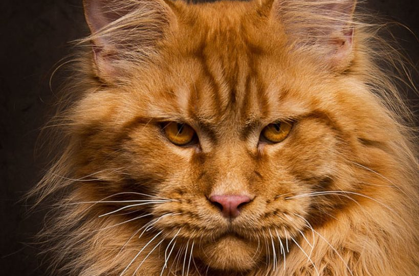 Что ест король котов: идеальное меню для мейн-куна