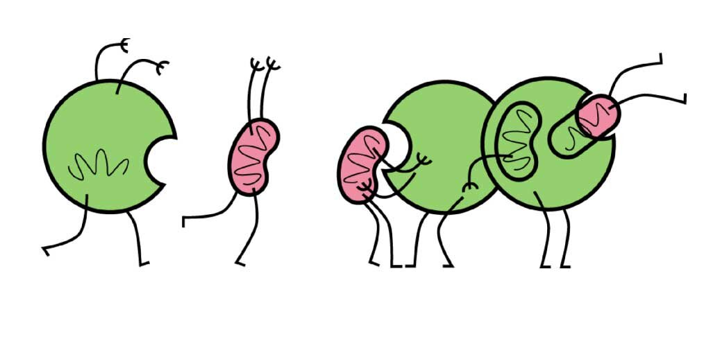 Наглядный процесс аутофагии