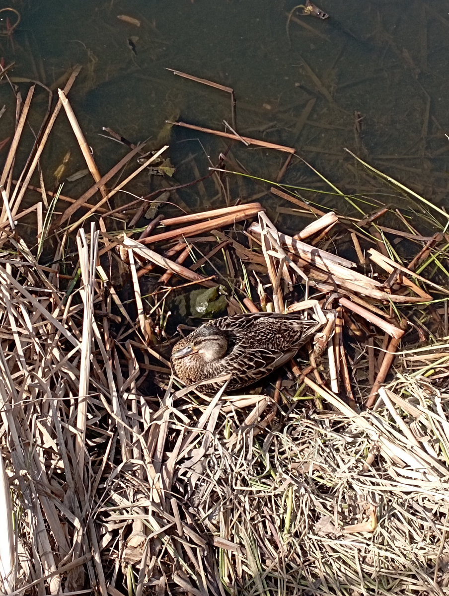 На нашем озере... 