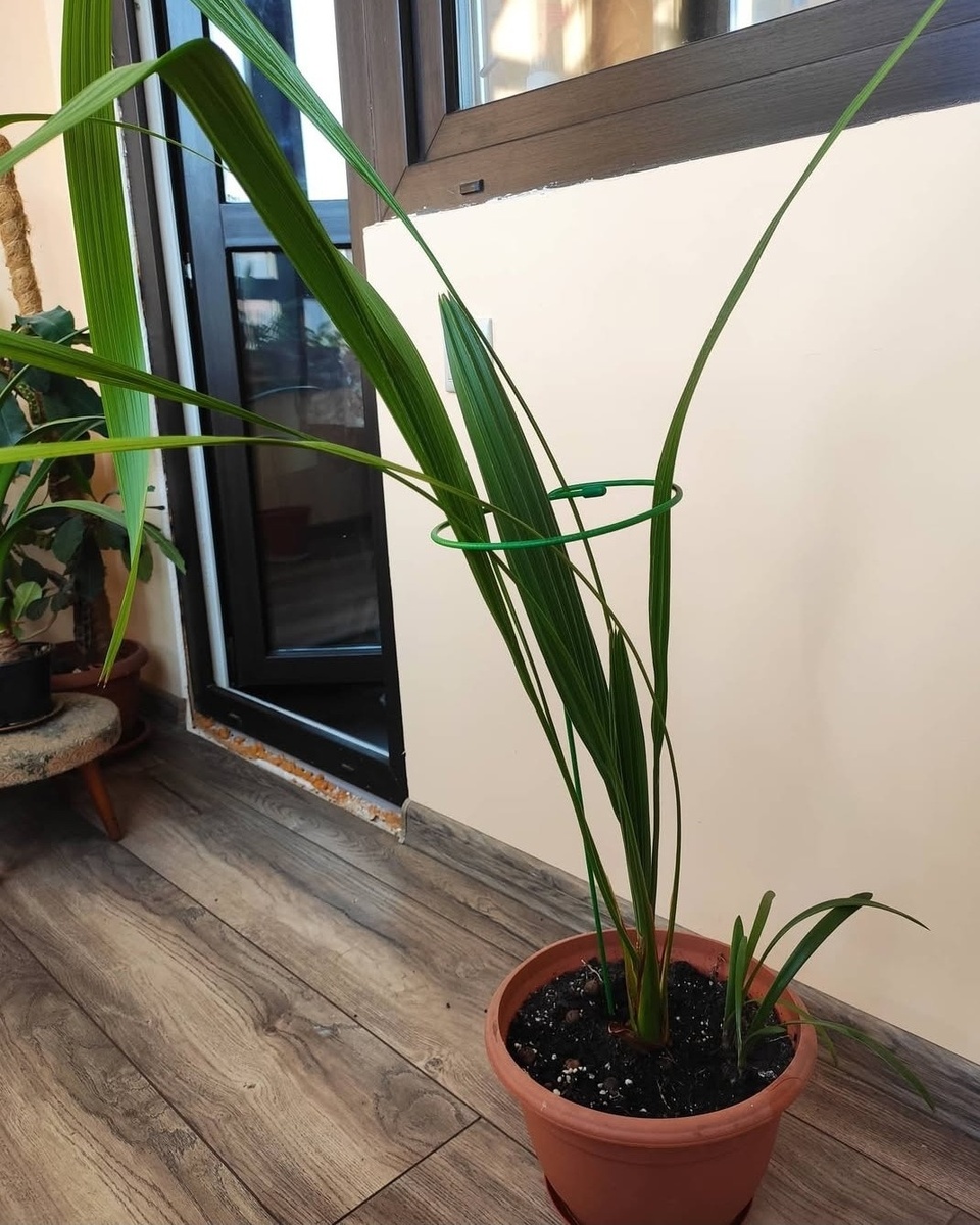 Здесь финику около 6 лет