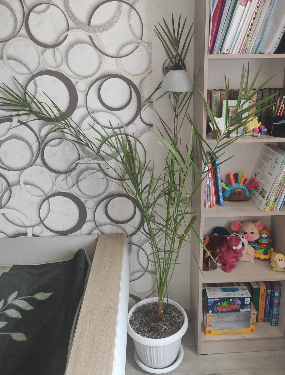 Финику 12 лет