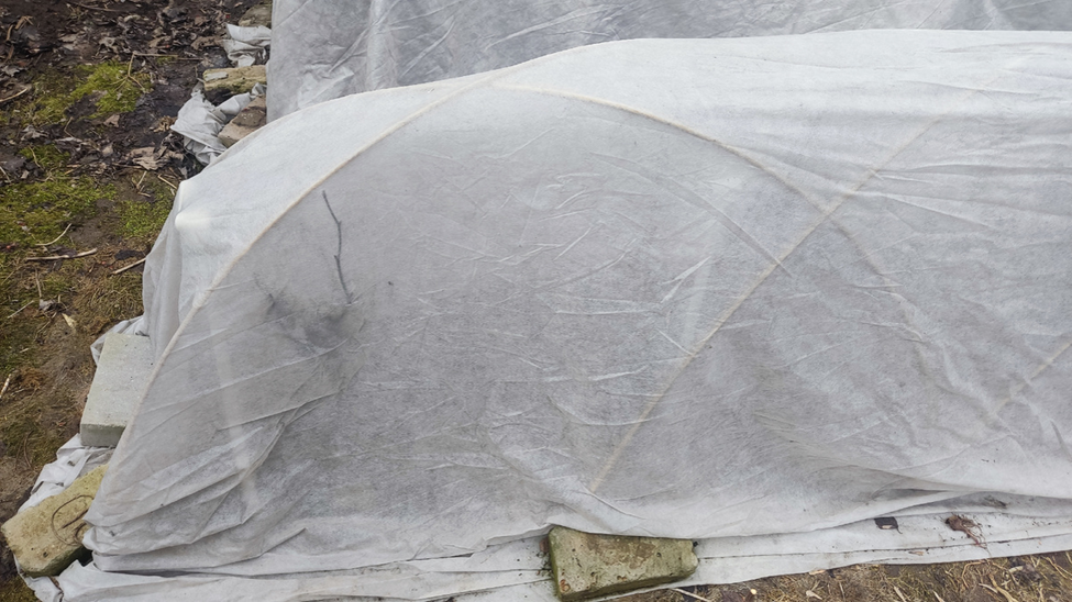 Снятие зимнего укрытия - это не просто удаление защитного слоя. Это ответственный шаг, который подготавливает растения к новым условиям.