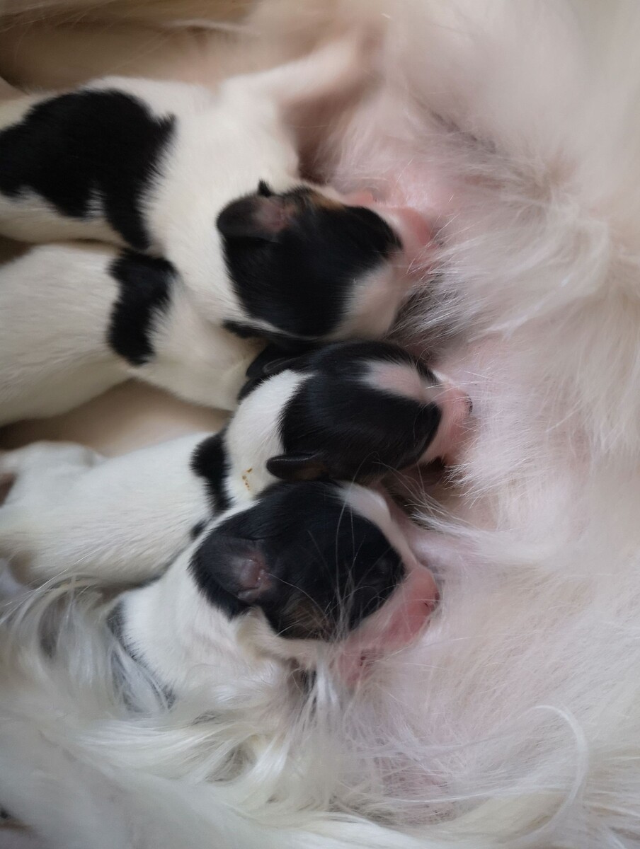 Щенки папийона в питомнике ВАЛНЕРИЗ