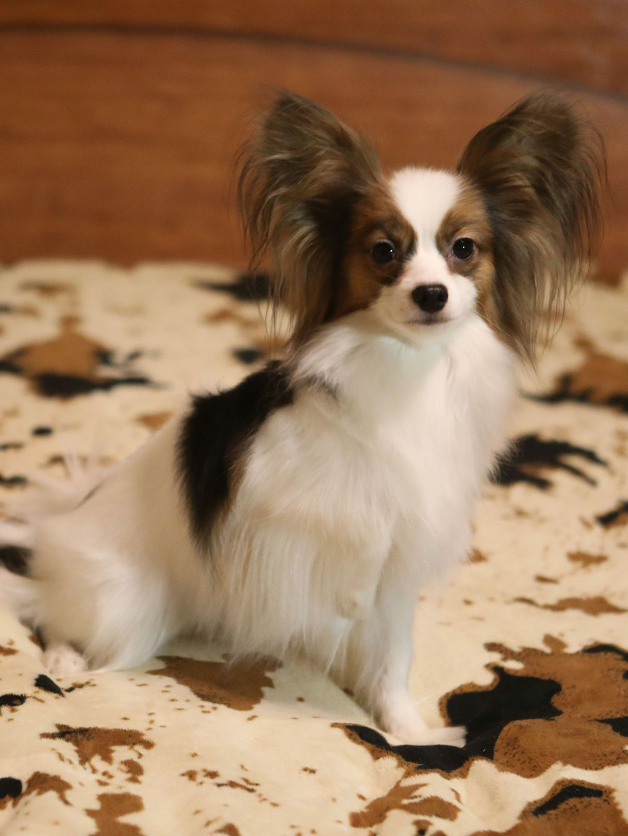 Континентальный той спниель папийон Олгенхаус Ундина