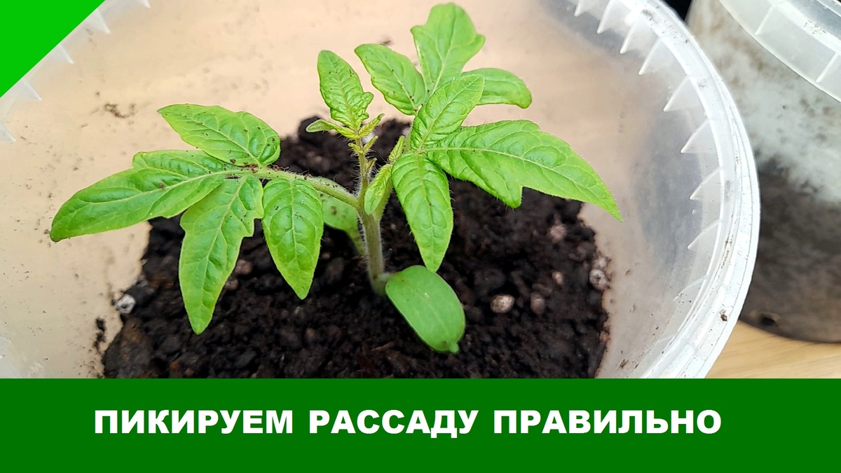 Когда и как нужно пикировать рассаду.