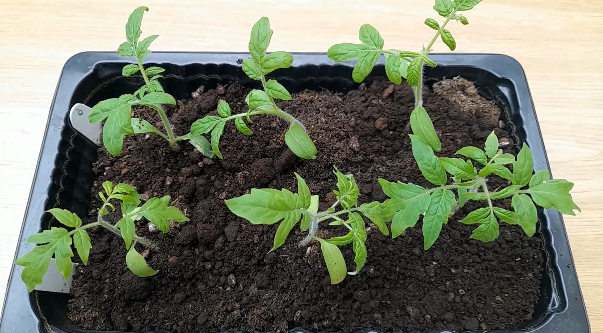 На этом этапе сеянцы уже достаточно окрепли, но их корни пока не успели сильно переплестись и повредиться при пересадке. Фото автора