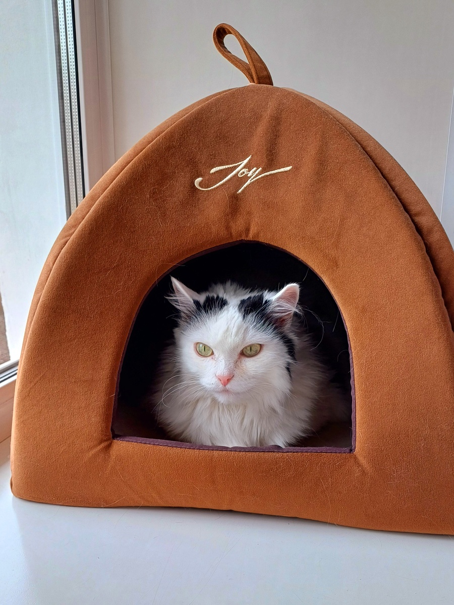 Забралась в домик красотка 😊