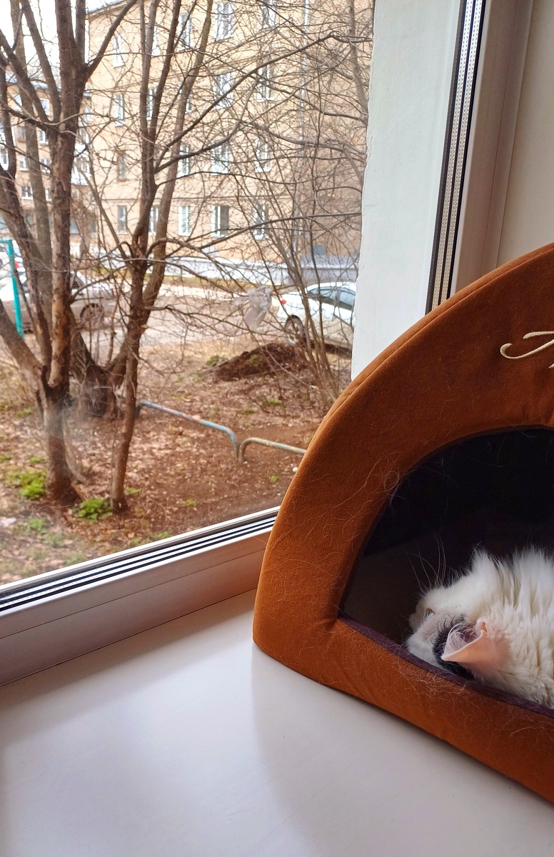 Лежит и в окошко посматривает 😊