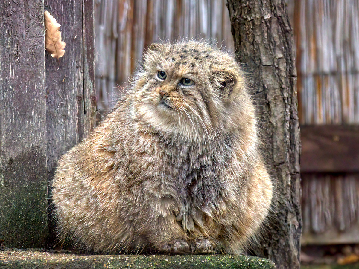 Природа программировала манула на жизнь в естественной среде, а нынешний антураж не располагает к привычному быту. Фотография: rengyr, CC BY 2.0