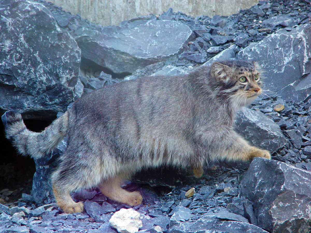 Фотография: Karin Sturzenegger, Public domain