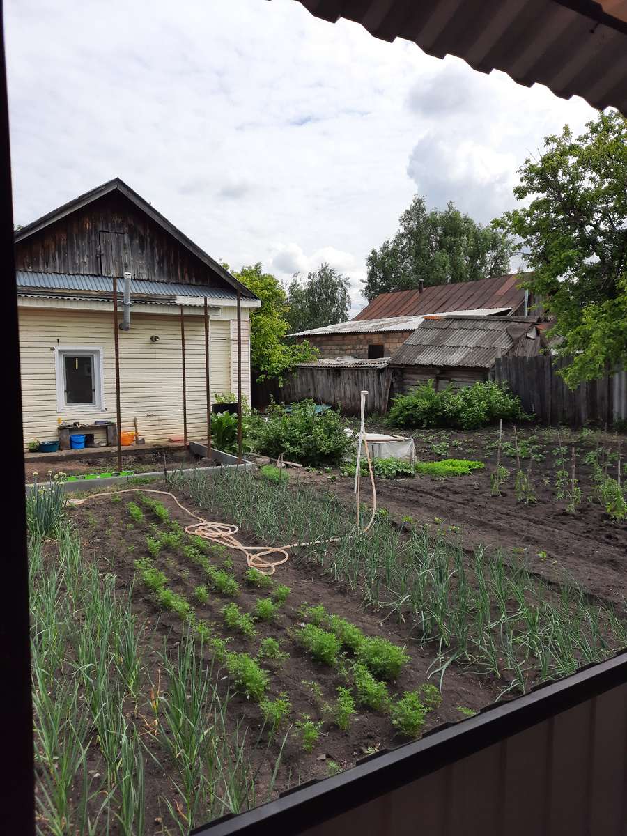 Зеленушка подрастает