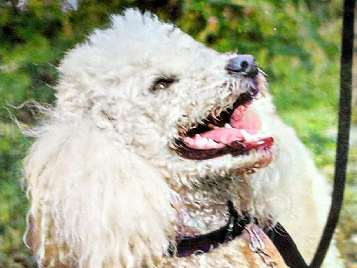 Веста смотрит на маму