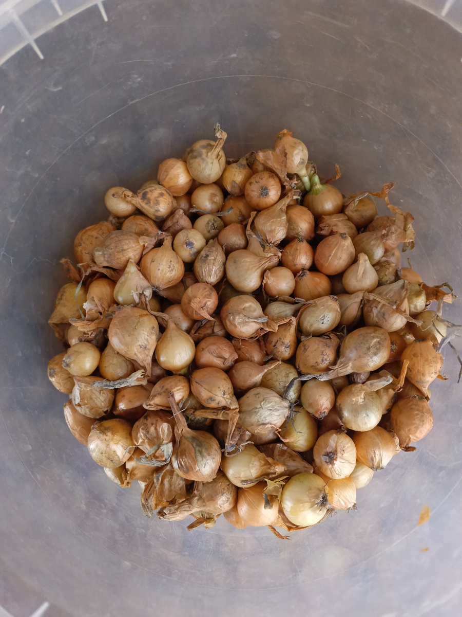 фото автора: лук севок привезен на дачу