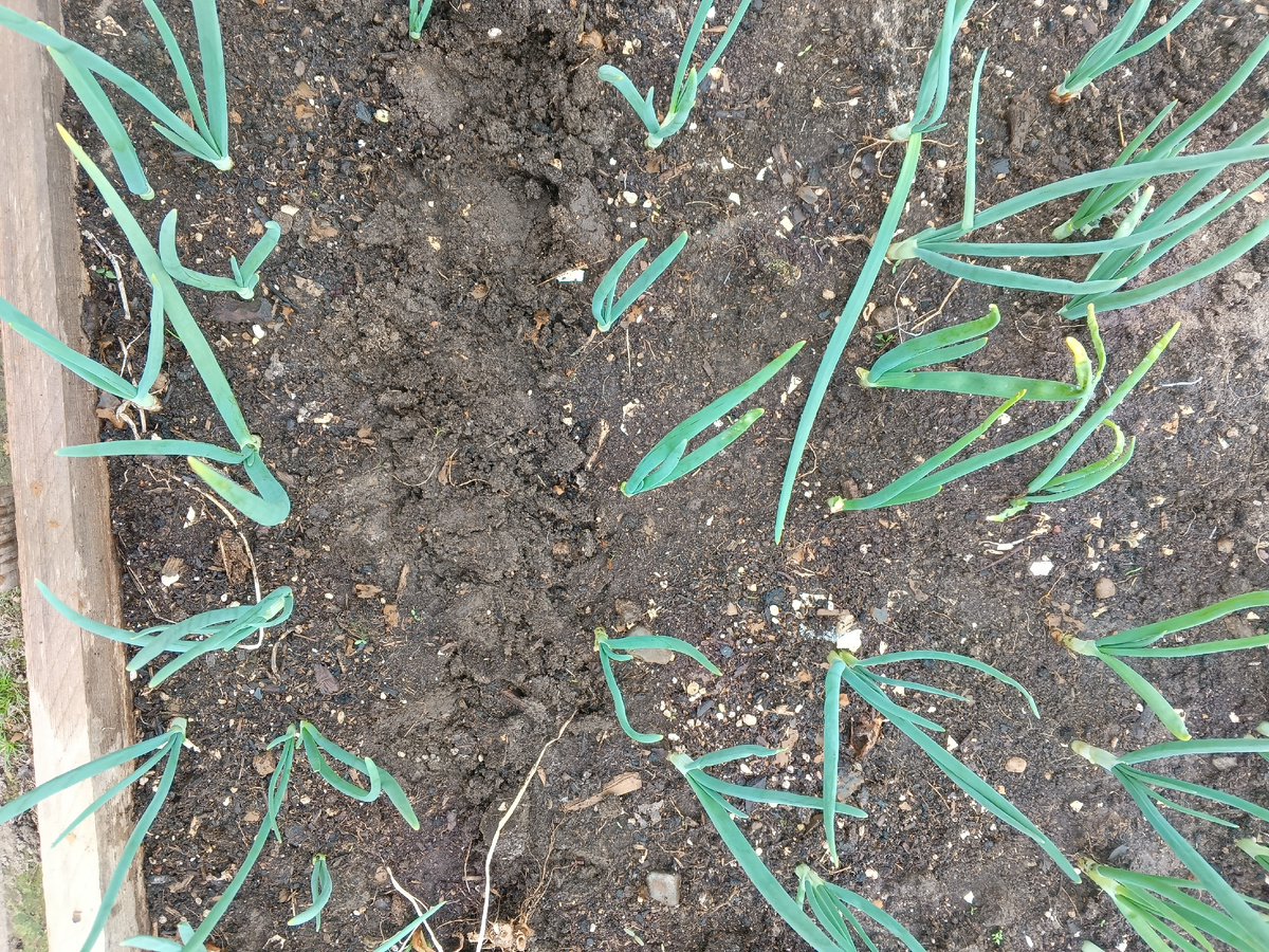 фото автора: Штутгартен Ризен в этом году в теплице на первую зелень вырос. Осенью в теплицу немного посадила