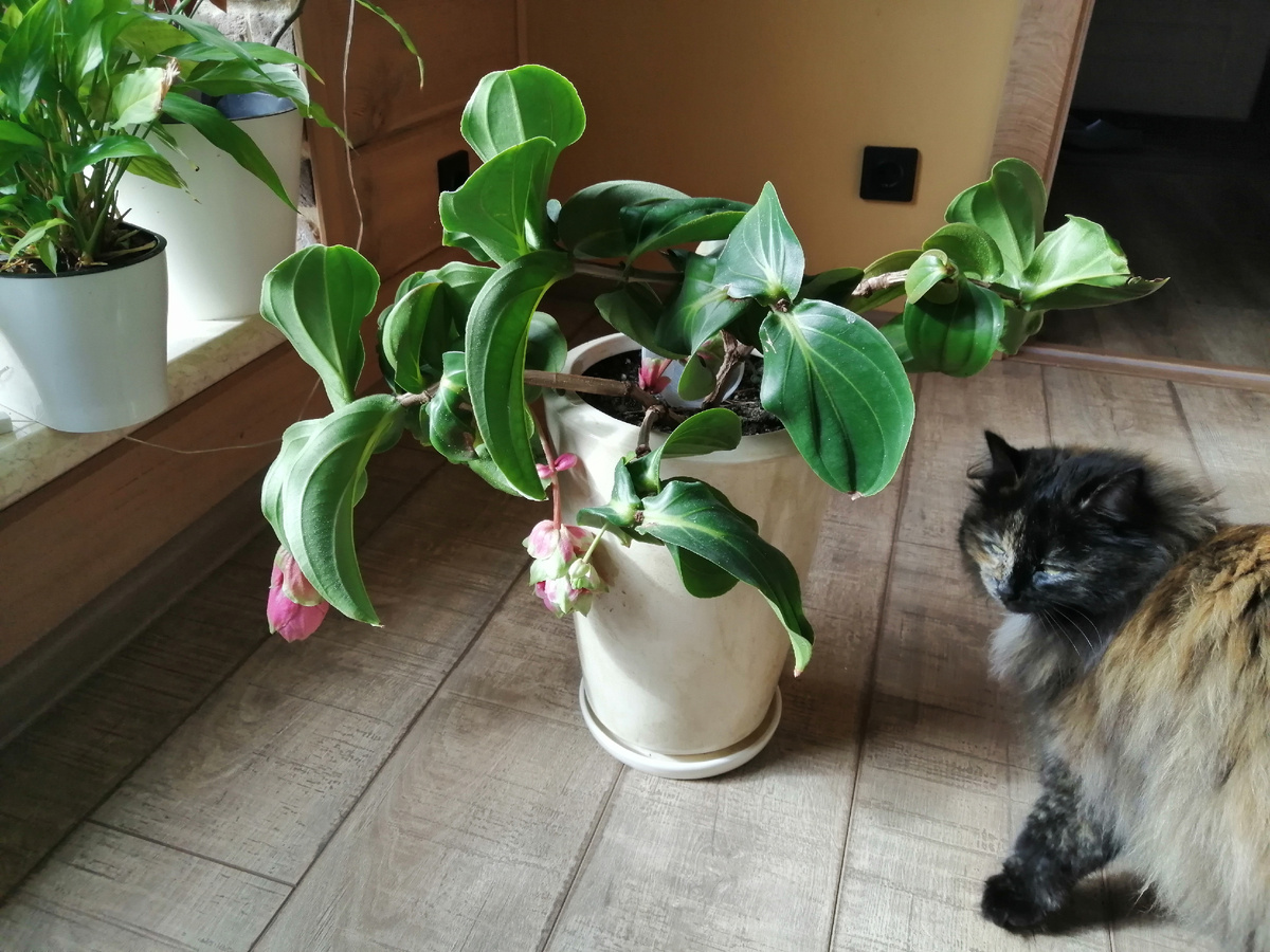 Начинает зацветать