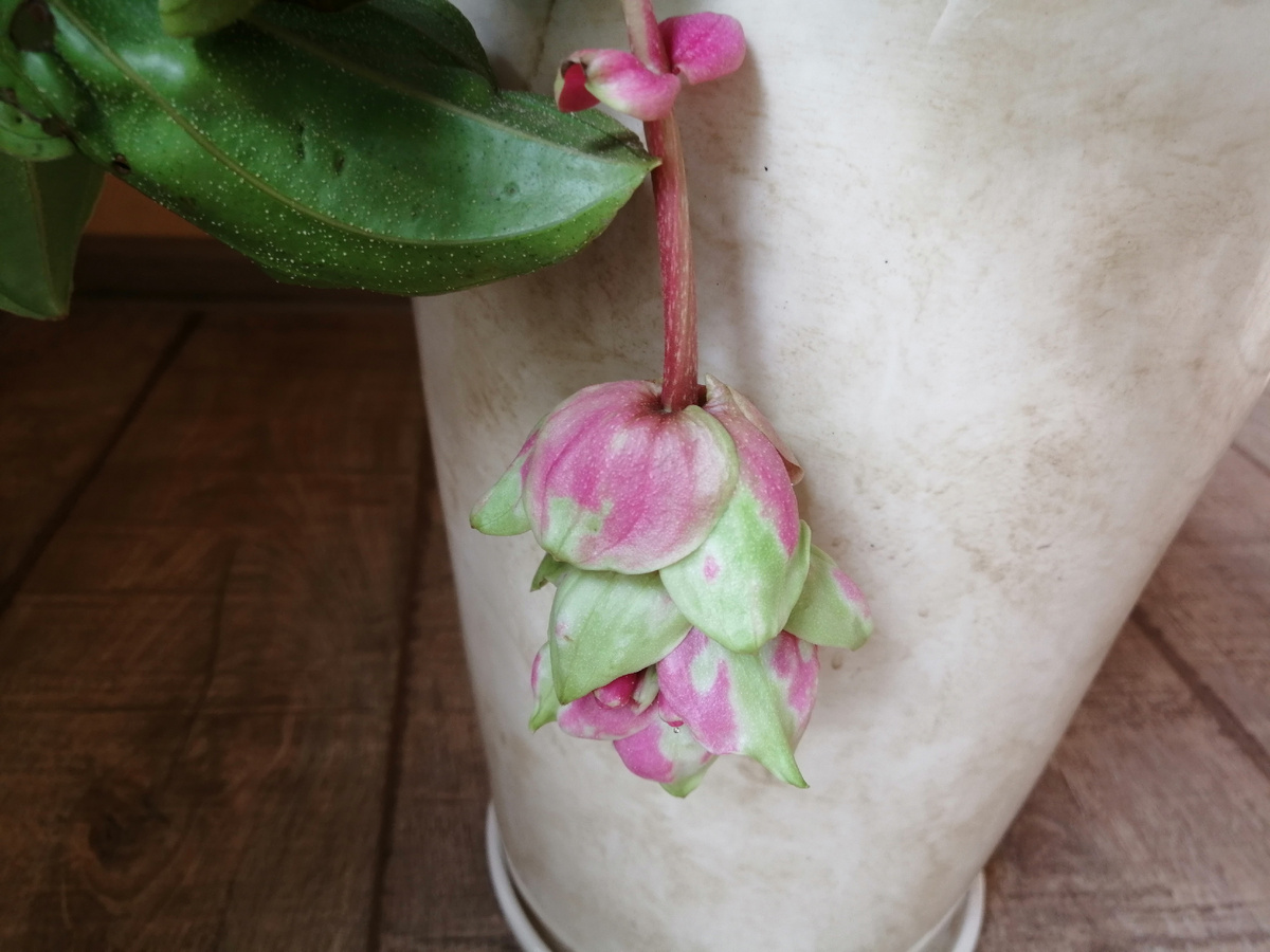 Распускается еще