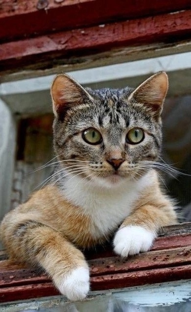 иллюстрация из яндекс картинки.