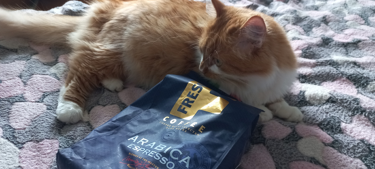 Мой кот Степан