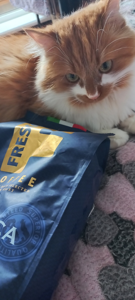 Мой кот Степан