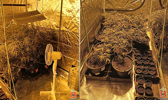 В Тверской области под Торжком уничтожили наркоферму и задержали наркофермеров