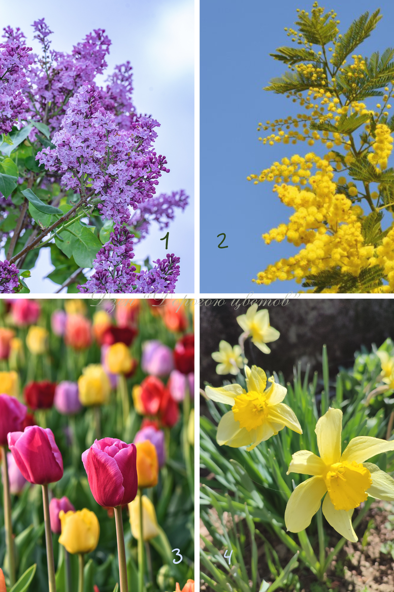 Коллаж "Дорогою цветов": 1- сирень, 2 - мимоза, 3 - тюльпан, 4 - нарцисс