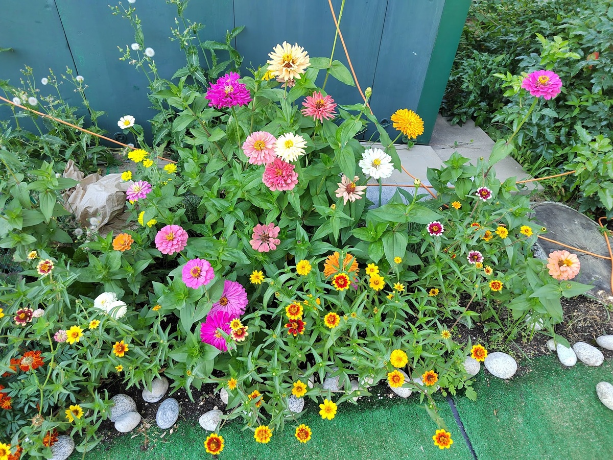 Небольшая клумба с цинниями разных сортов