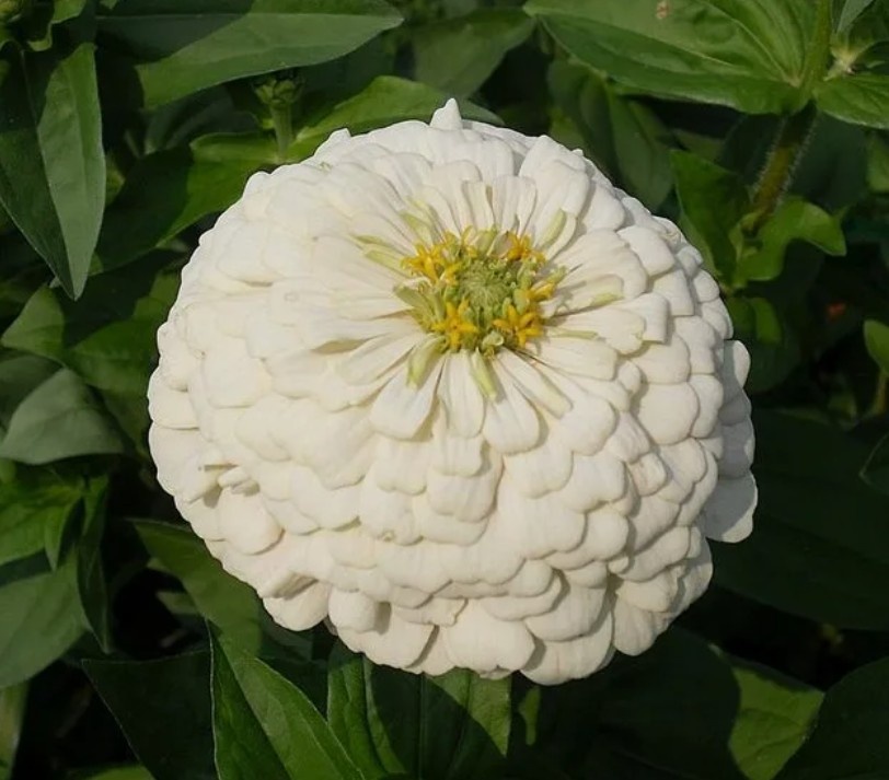 Белый медведь