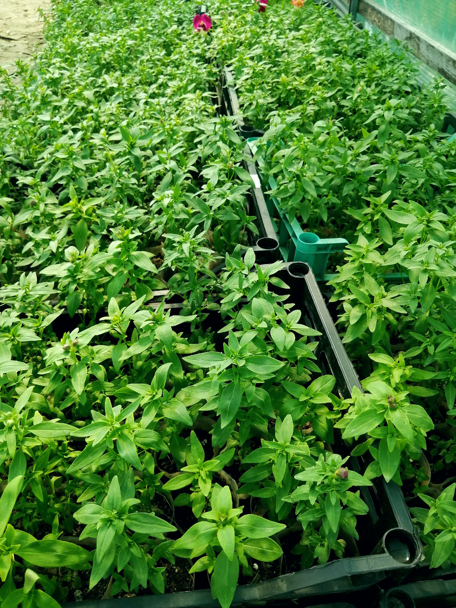 Львиный зев набирает бутоны, нужно подкормить