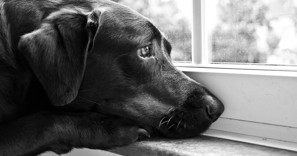 Что будет с псом, если ему никогда в жизни не достанется самка