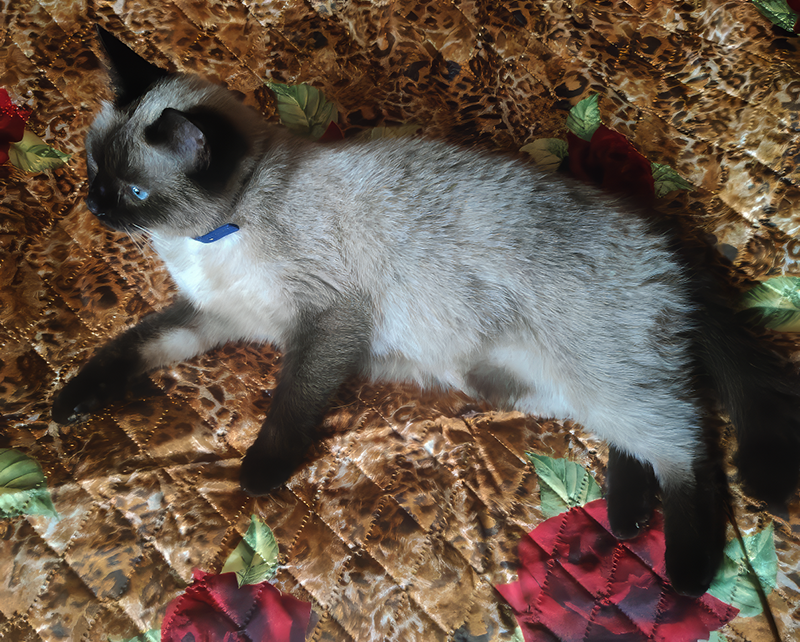 Никуся, у нее все дорого -богато шелковый леопард с розами от бабушки