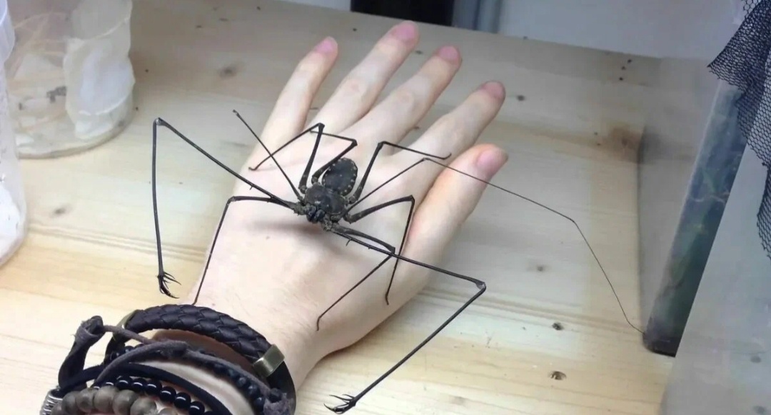 Оно идёт по ваши души.