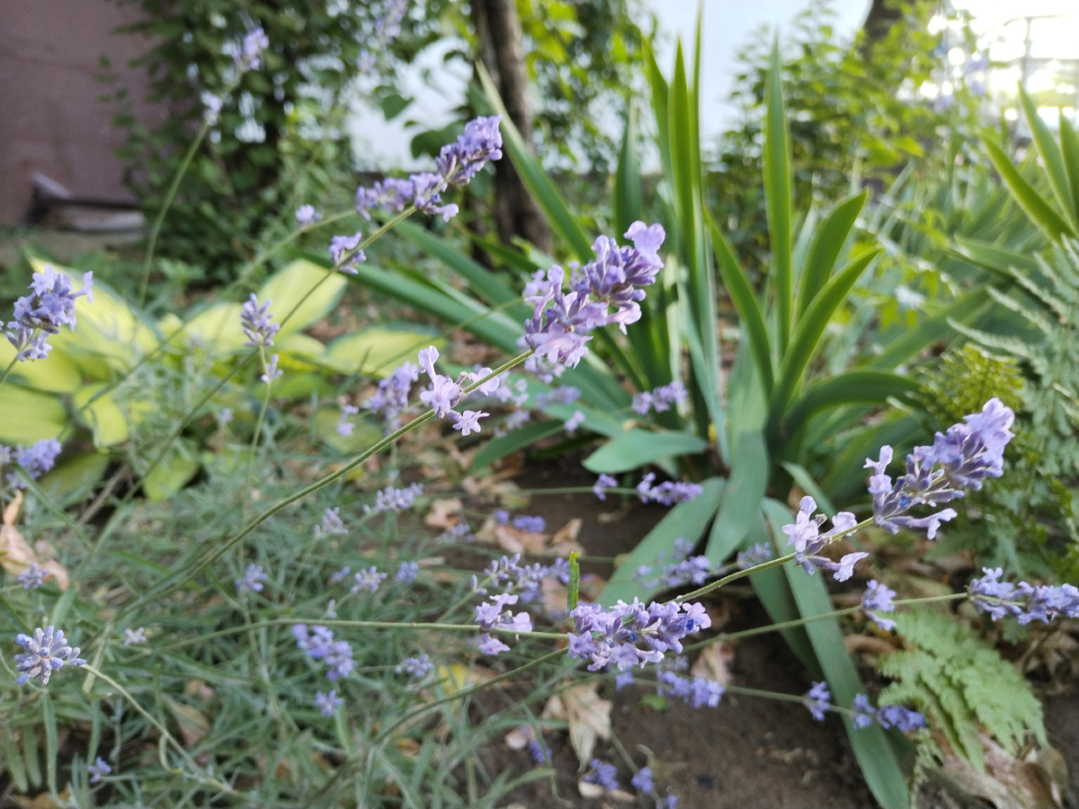 Лаванда у подъезда 