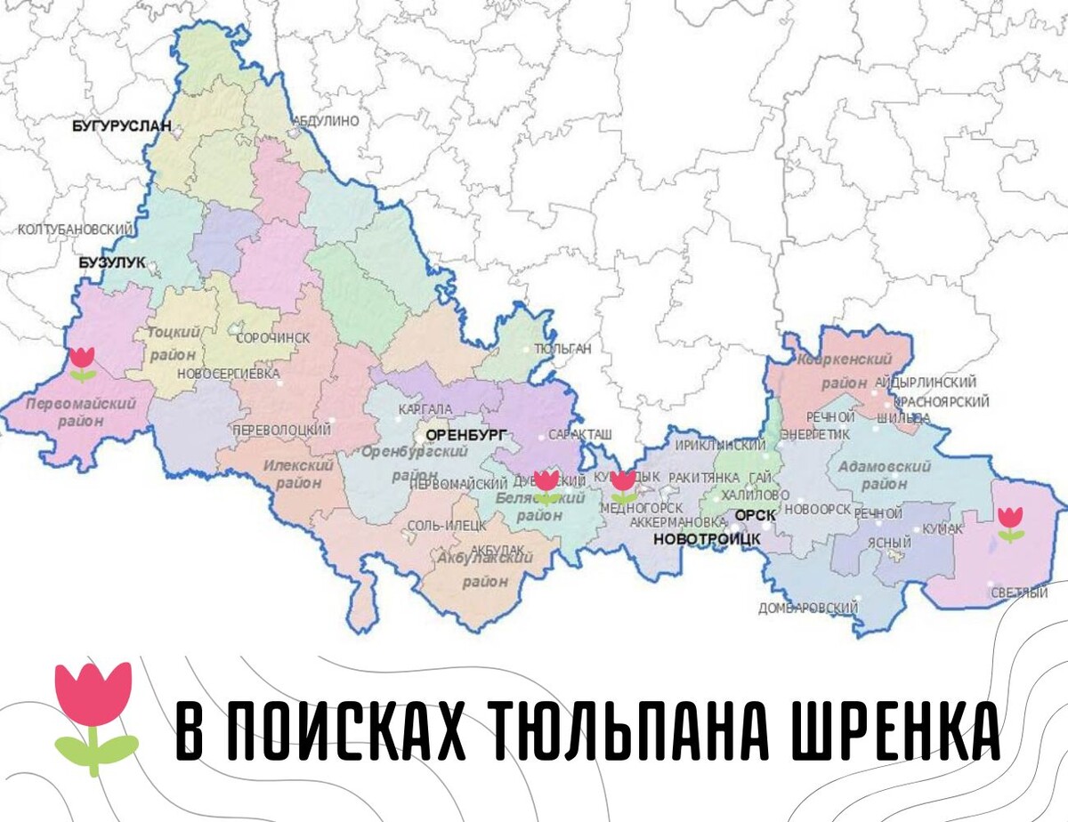 На карте отмечены районы, где наиболее вероятно встретить Тюльпан Шренка