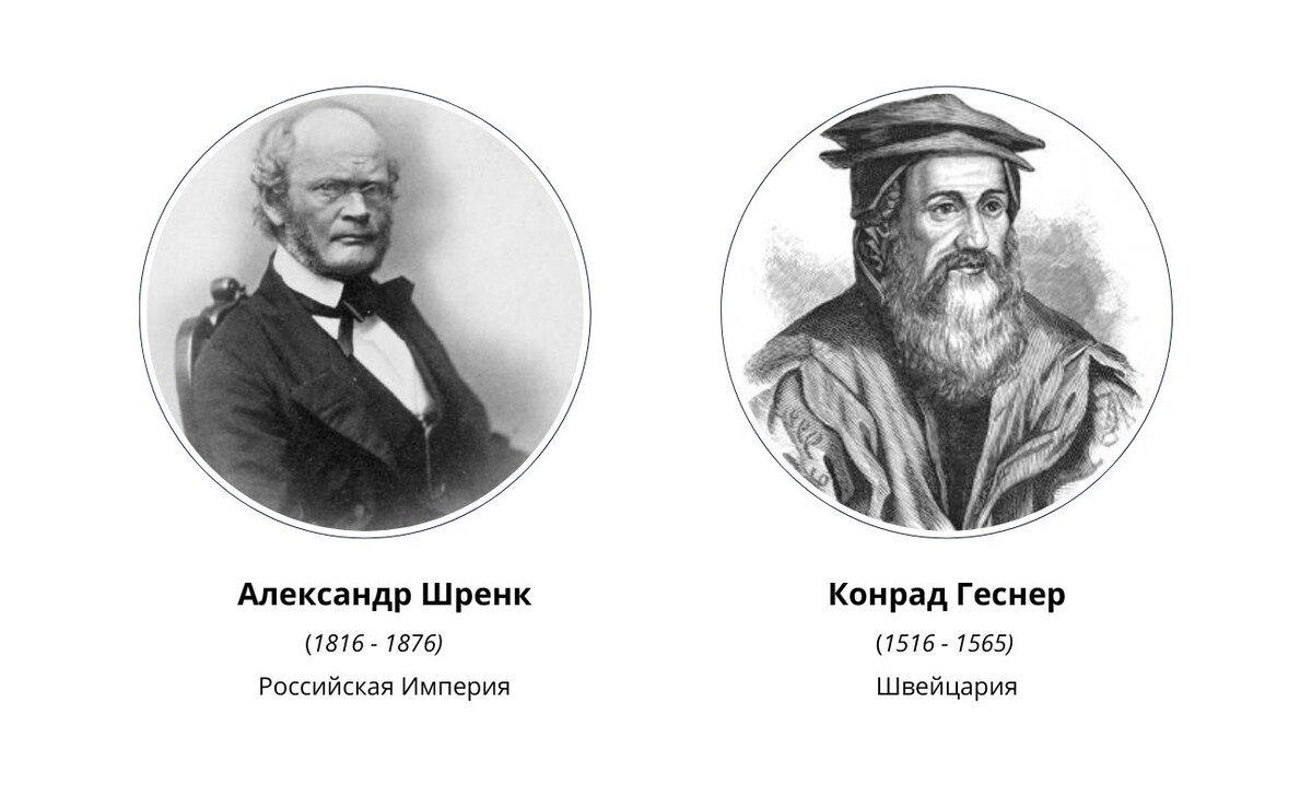 Первооткрыватели тюльпана Шеренка (Геснера)