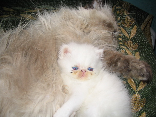 Украшу статью фото наших питомцев!