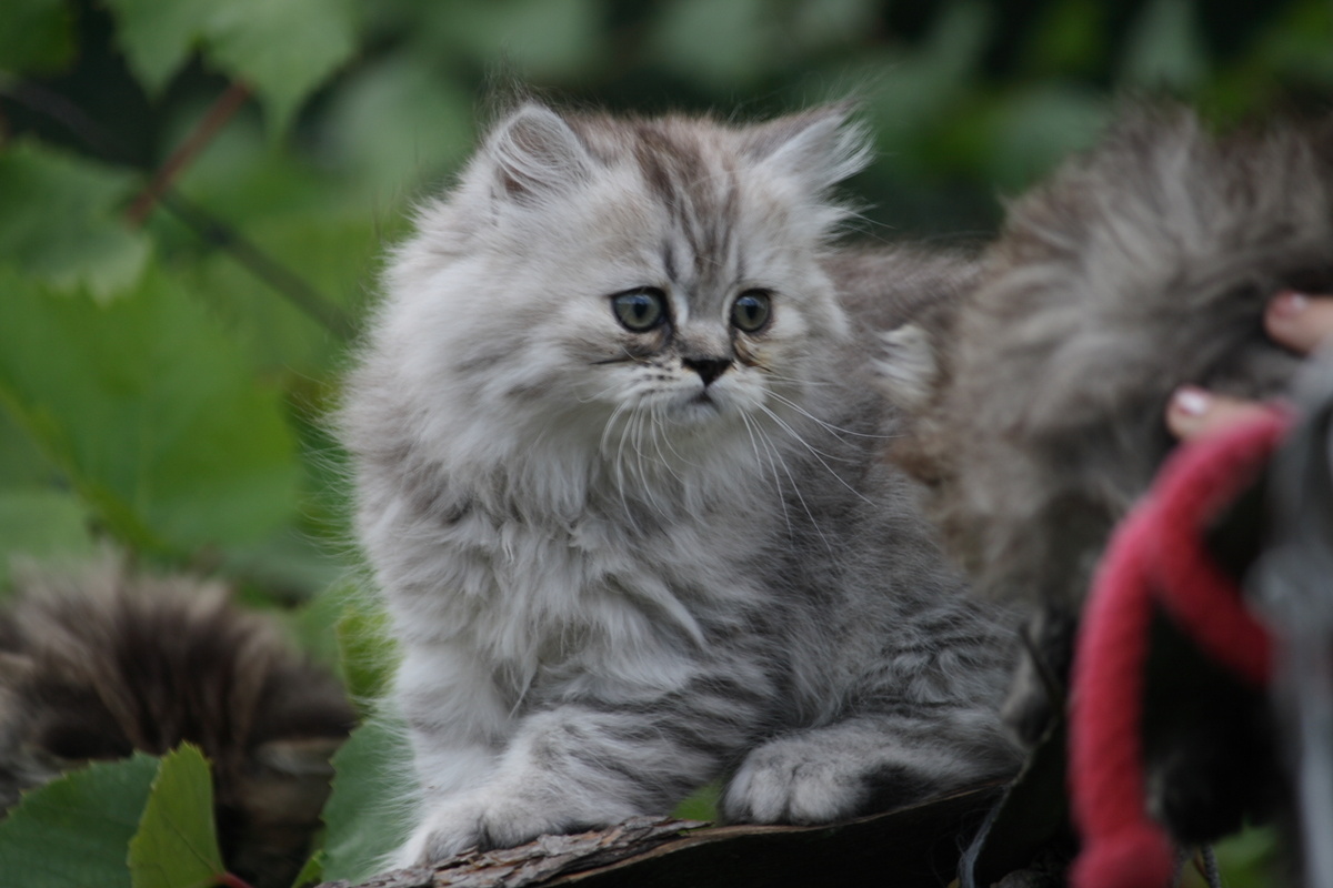 Вот такие котятки были у нас