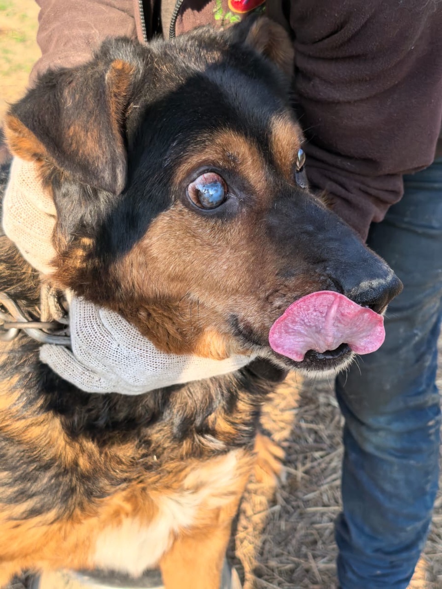 Дунаю нужно обследование и, скорее всего, операция!