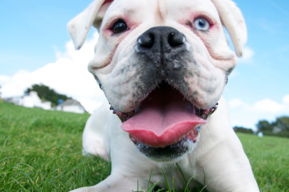 Одышка у собаки 