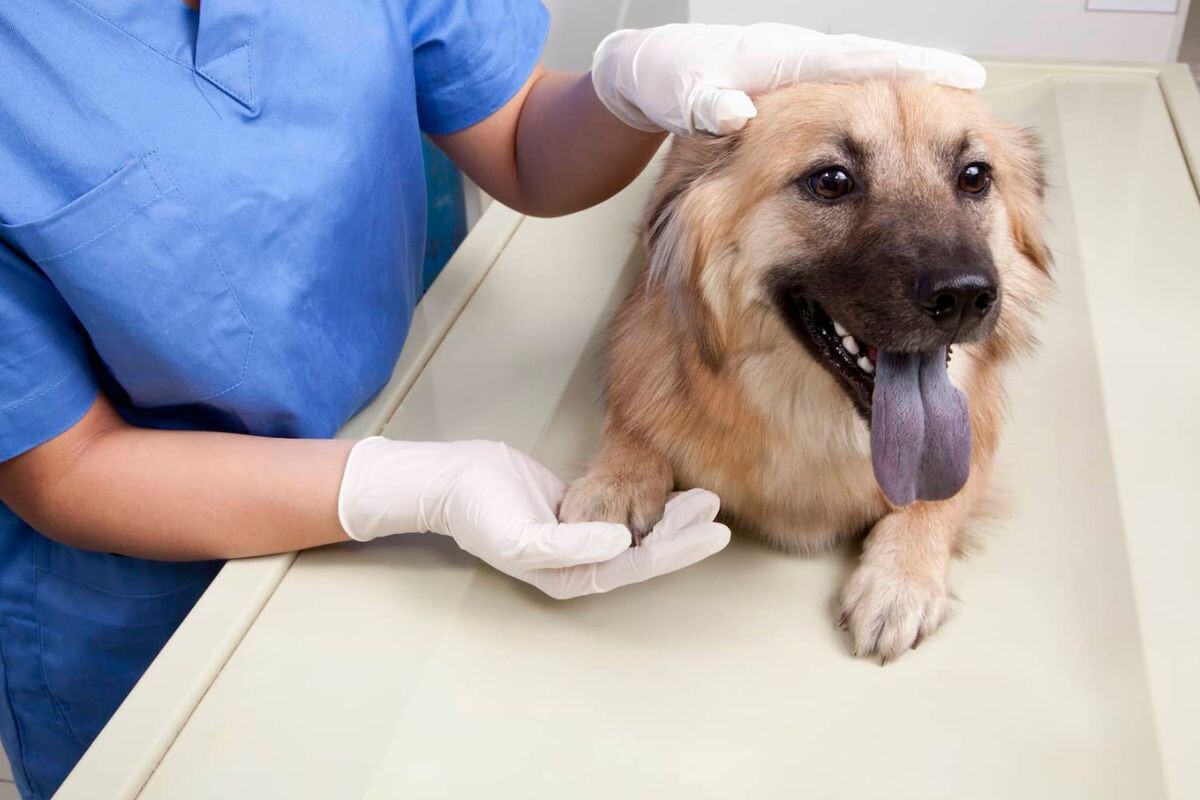 Собака тяжело дышит на приёме у ветеринара 