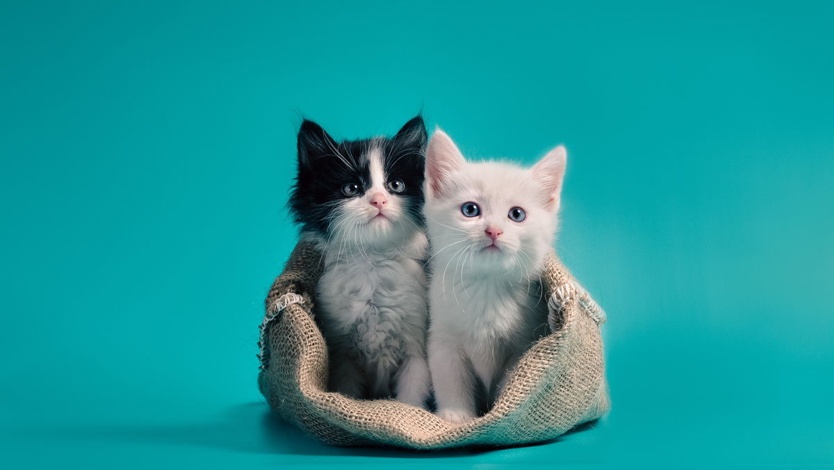 Sofiia Potanina/istock