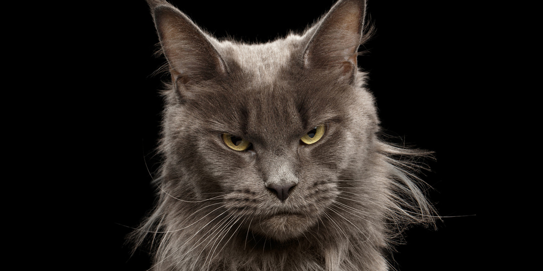 10 русских пословиц о кошках: скрытый смысл, о котором вы не догадывались